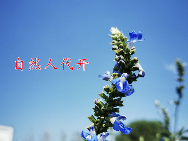 优惠园区内申请河南自然人代开的业务范围有哪些要求(图1)